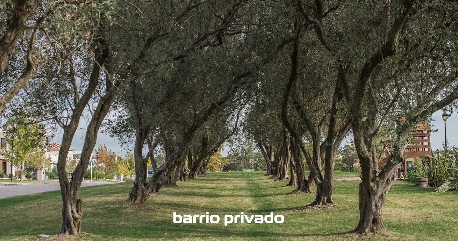 Los Olivos Servicios