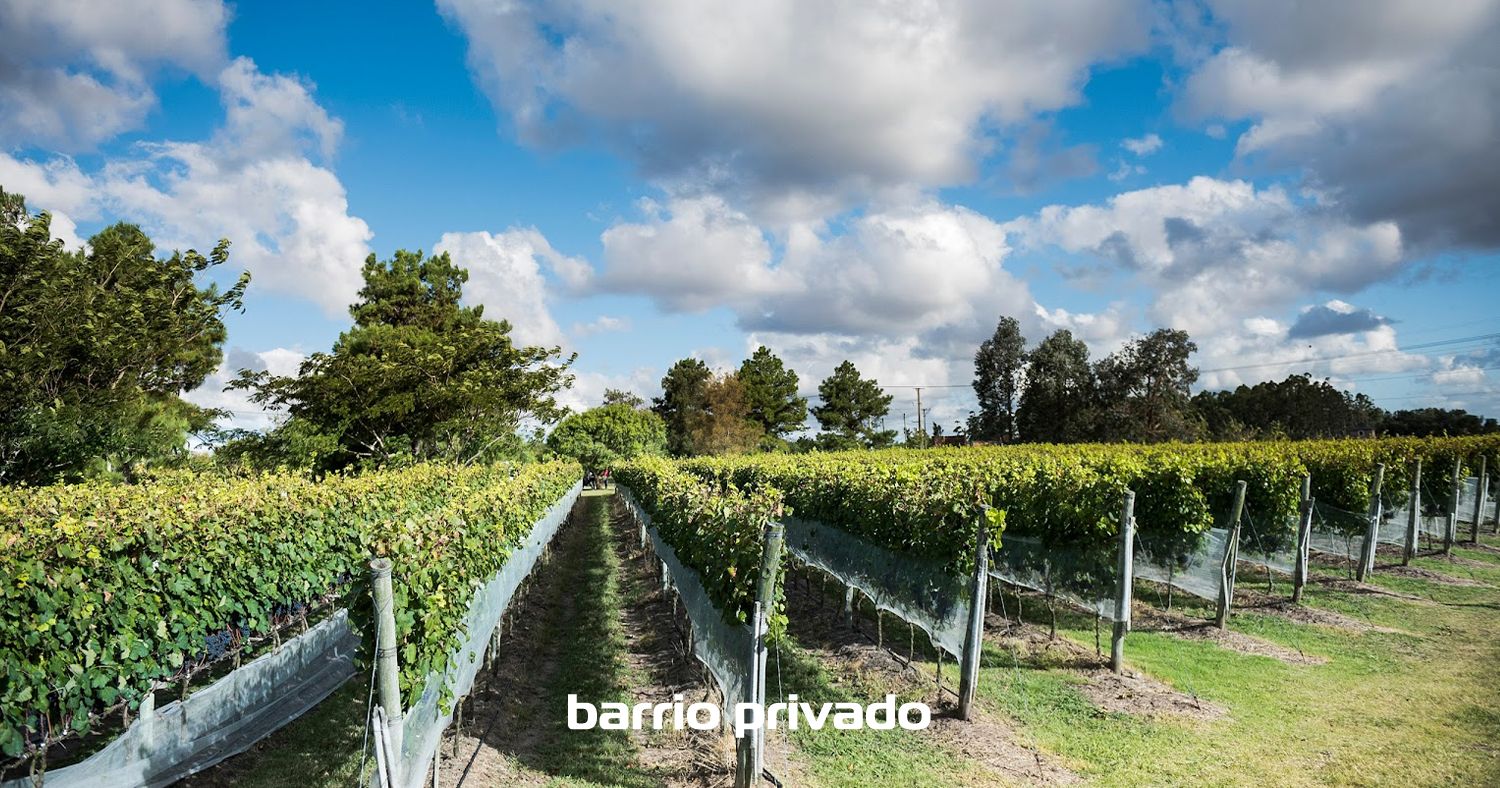 Viñedos de la Tahona Ubicación