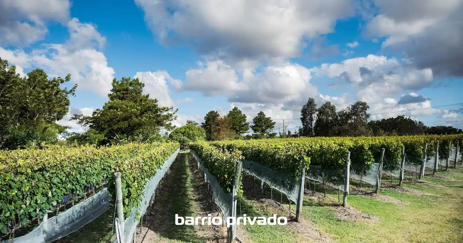 Viñedos de la Tahona Ubicación