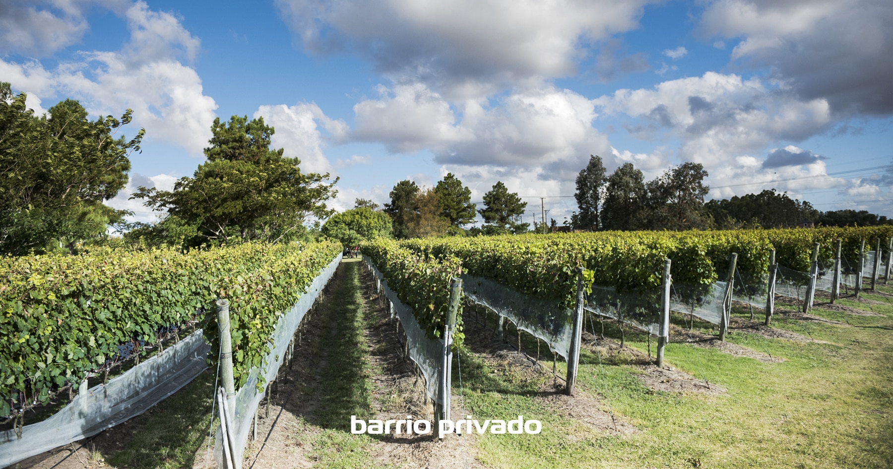 Deicas en Viñedos de la Tahona