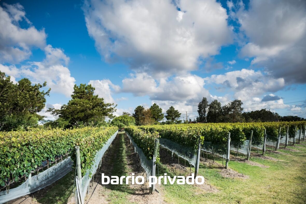 Viñedos de la Tahona